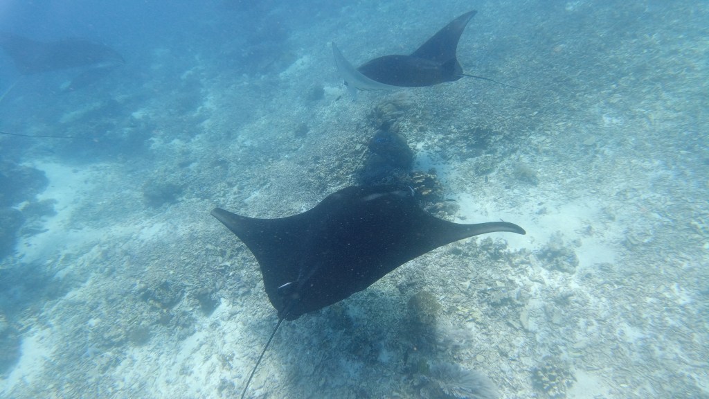 Ikan Manta