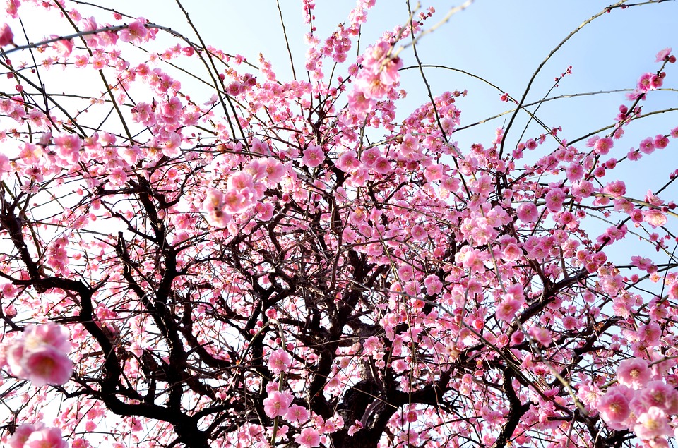 Tokyo-plum-blossom
