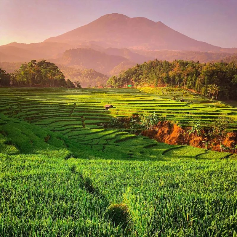 Sunrise Point Terasering Sawah Ciboer